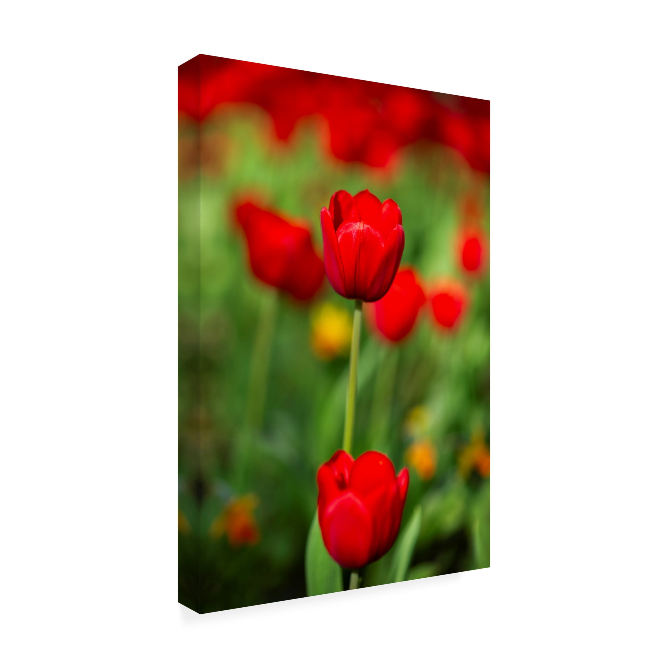 Trademark Fine Art engin akyurt red tulips Canvas Wall Art