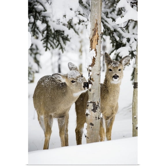 Great BIG Canvas | "Two Young Deer In A Snow Chewing On Tree Bark, Alberta, Canada" Art Print - 32x48