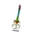 thumbnail image 4 of Modelo de de vertebral de la de estudio masculino Estatua de la de la médula espinal Modelo del esqueleto humano Flexible para la, 4 of 9