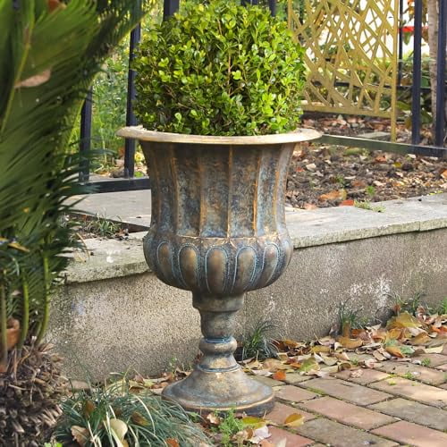 potted pothos plant Pothos Manjula main image 0