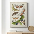 thumbnail image 6 of Antique Moths II Premium Gallery Wrapped Canvas - Ready to Hang, 6 of 9
