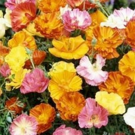 Ballerina Mix - Outsidepride California Poppy Ballerina Mix - 5000 Seeds