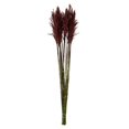 thumbnail image 1 of Vickerman H1PLR450-2 Faisceau de Roseaux Merlot Panache 36-40 Po, 1 of 1