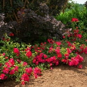 3 gal Drift Rose Red with Red Flowers