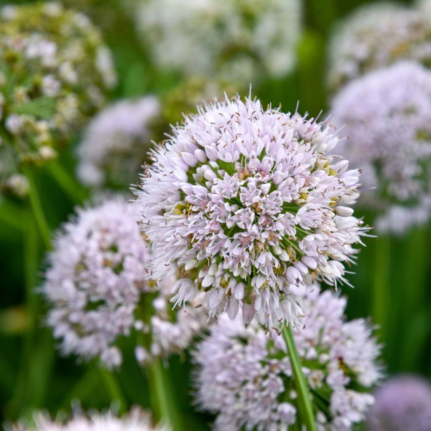 Proven Winners 6" Purple 'Bobblehead' Ornamental Onion Live Plant in 6.5" Pot