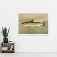 thumbnail image 2 of Petrie North American Fishes Brook Trout Illustration Extra Large XL Wall Art Poster Print, 2 of 3