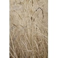 thumbnail image 2 of Paulson, Don 23x32 White Modern Wood Framed Museum Art Print Titled - Washington, Silverdale Barbed wire in a field, 2 of 4