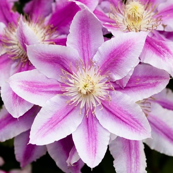 Candy Stripe Clematis Vine - Two Toned Lavender and Pink Blooms - 2.5" Pot