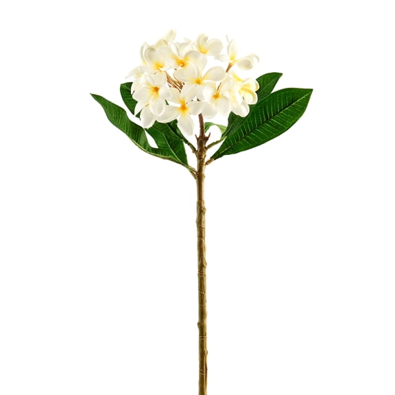 12 Pack: White Frangipani Stem by Ashland