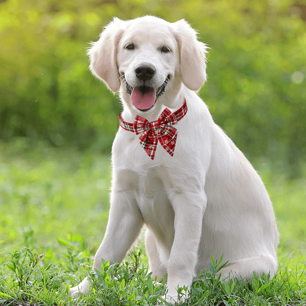 Dog hotsell collar covers