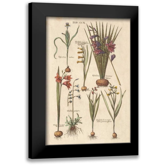 Wild Apple Portfolio 11x14 Black Modern Framed Museum Art Print Titled - Vintage Florilegium III
