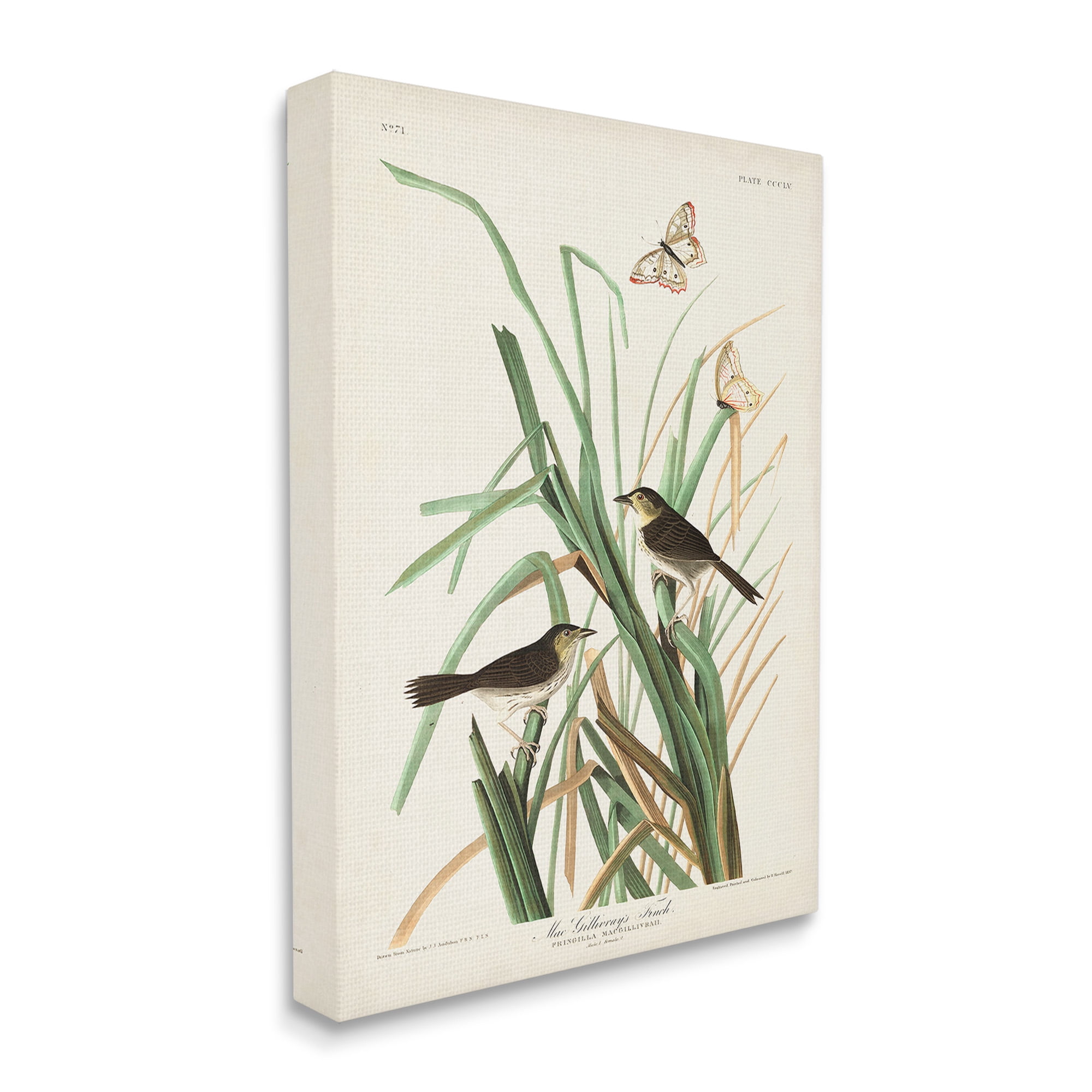 Stupell Industries Traditional Nature Study Animals & Insects Painting Gallery Wrapped Canvas Art Print Wall Art, 16 x 20