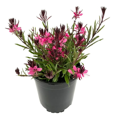 Expert Gardener 2QT Pink Gaura Live Plant Sun