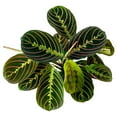 thumbnail image 3 of Maranta Red Prayer, 3 of 10