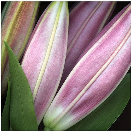 Trademark Fine Art "Lily" Canvas Art by AIANA
