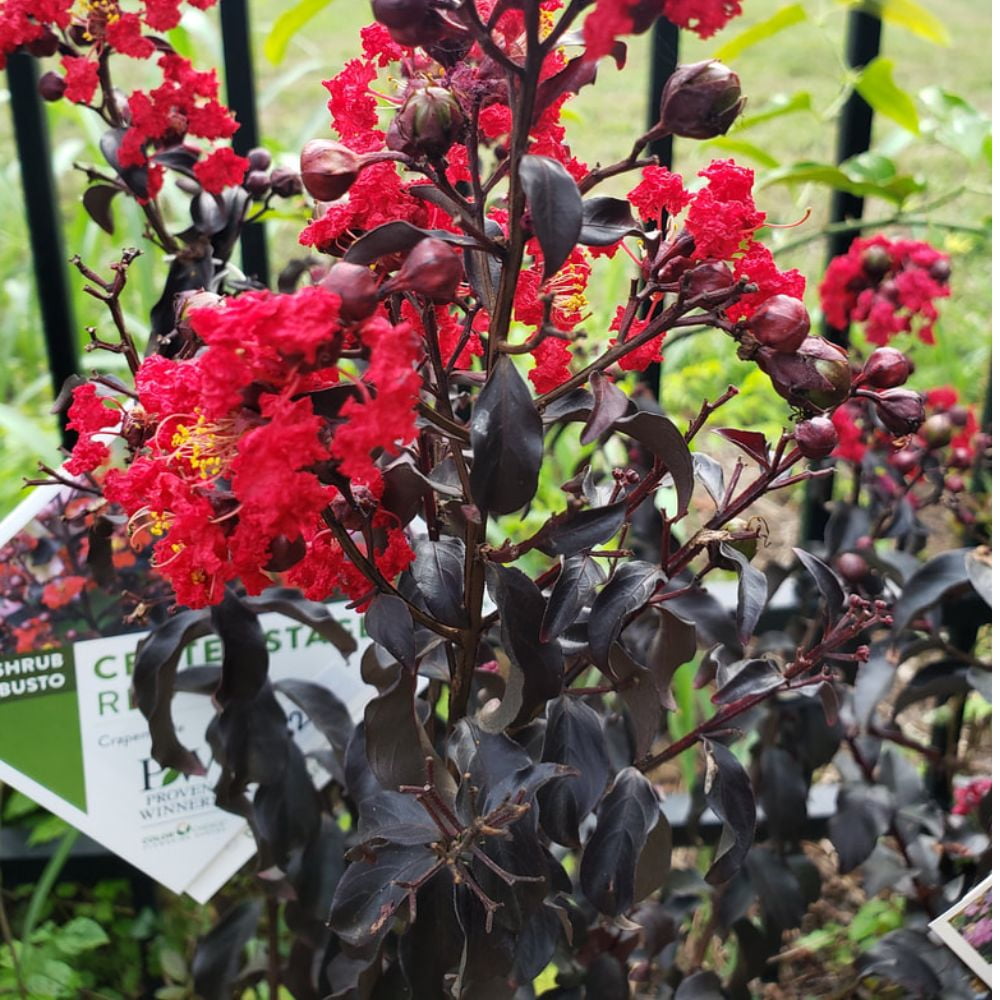 Proven Winner 3-4 ft tall Center Stage Red Crape Myrtle Live Tree in 7-Gallon Grower Pot