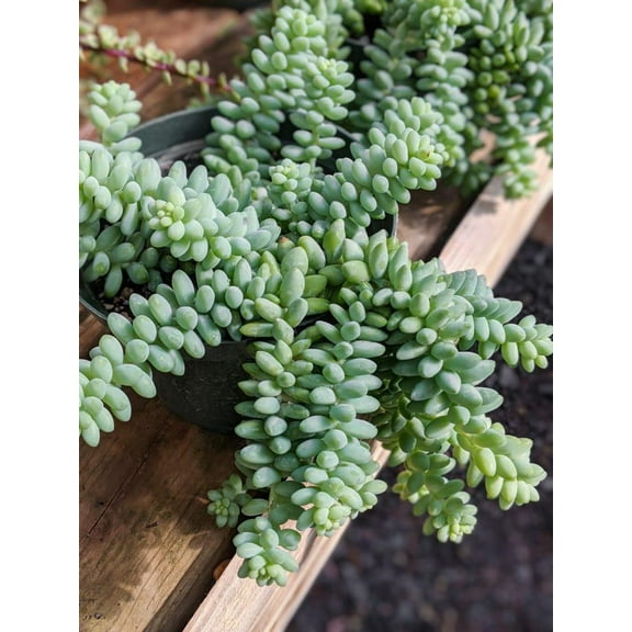 Burro's Tail-Sedum morganianum-Cascading Succulent Plant  6" Hanging Basket