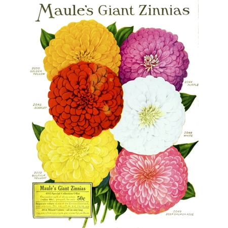 Flower Catalog - Historic Maules seed catalog with illustration of giant Zinnnias flower from 20th century PosterPrint