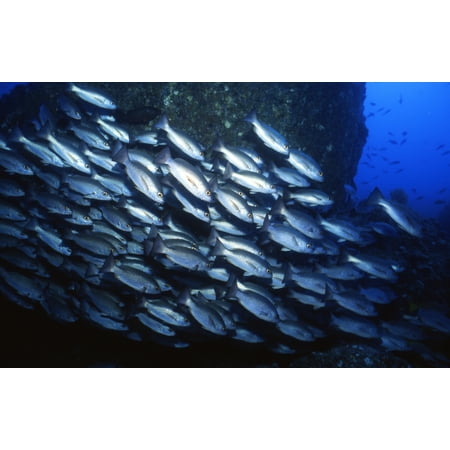 School of Jacks in motion Cocos Island Costa Rica Canvas Art - Beverly FactorStocktrek Images (35 x 23)