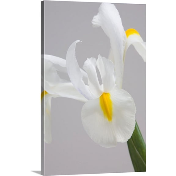 Great BIG Canvas | "White iris" Canvas Wall Art - 24x36