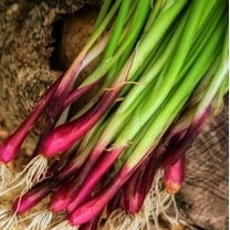 TomorrowSeeds - Red Beard Spring Onion Seeds - 1500  Count - For 2026 Planting Purple Scallion