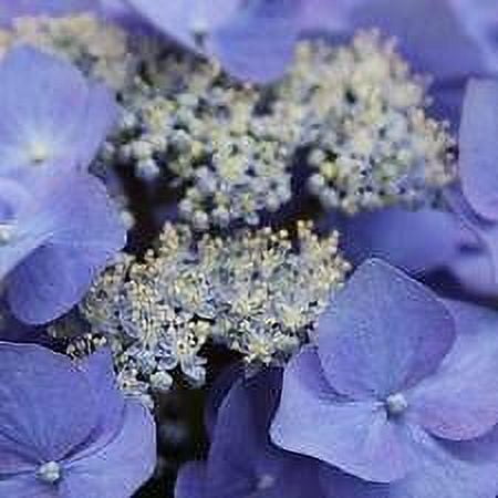 Pixies Gardens (1 Gallon Nightingale Hydrangea Shrub -Gorgeous Indigo/Purple Flowers Drought Tolerant Hydrangeas Viburnums Japanese Maples Dogwood Trees Crape Myrtles Gallon