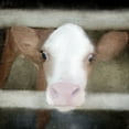 thumbnail image 2 of Allen, Kimberly 12x12 White Modern Wood Framed Museum Art Print Titled - Out of the Fence, 2 of 4