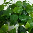 thumbnail image 5 of Nearly Natural Pre-Lit Philodendron Artificial Plant - 24" - Warm White LED Lights, 5 of 8