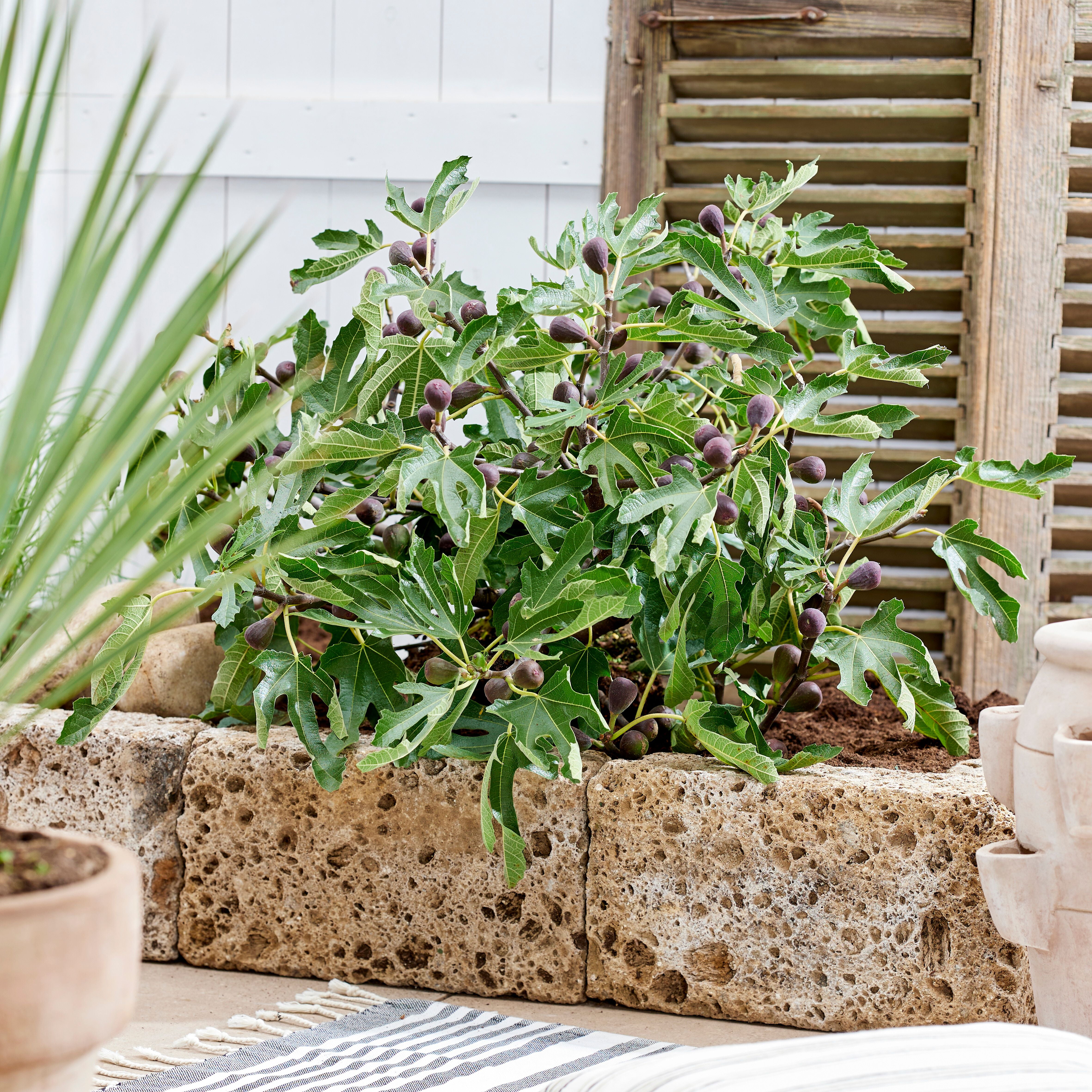 Southern Living Little Miss Figgy Dwarf Fig Live Shrub in 2-Gallon Grower Pot