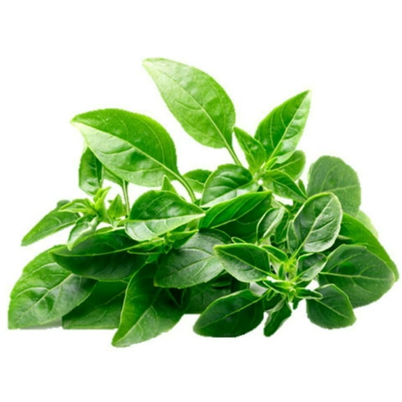Spicy Globe Basil Seeds/ Annual/ Full Sun/1200 Seeds 2 Grams/ Zellajake Farm and Garden - B249