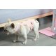 thumbnail image 3 of Pantalones sanitarios para mascotas, banda ajustable, pantalones cortos para menstruación, pañales lavables para perros, pantalones fisiológicos para mascotas para interiores, 3 of 4