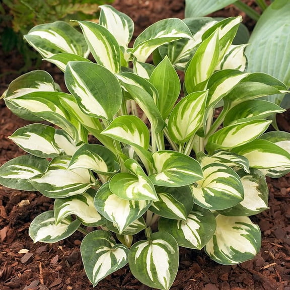 Pandora's Box Mini Hosta Flower Root - Perennial Shade Plant - Grow Live Hostas