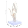 thumbnail image 2 of WEUVEB Anatomy Figure Hand Bone Model PVC 1Pack, 2 of 9