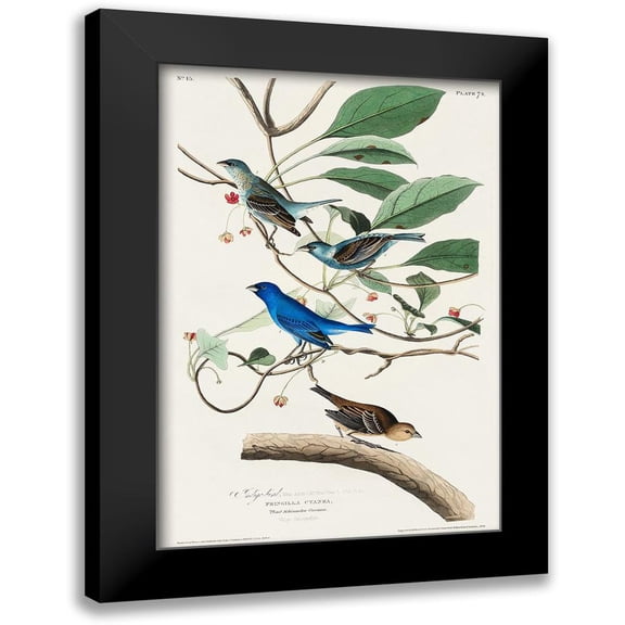 Audubon, John James 11x14 Black Modern Framed Museum Art Print Titled - Indigo Bird