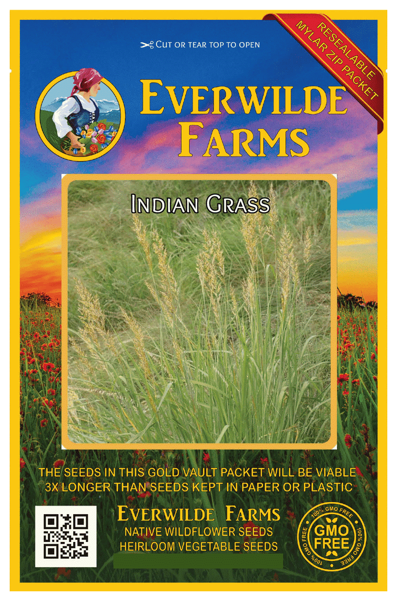 60 Wild Rice Native Grass Seeds Gold Vault Jumbo Seed Packet Everwilde Farms 