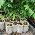 thumbnail image 7 of 100-Pack Non-Woven Plant Grow Bags, Fabric Pots For Seedlings, Outdoor Gardening & Greenhouse, Breathable Root Growth Containers For Vegetables, Flowers & Herbs（9X13Cm / 5X10.5Mm Diameter）, 7 of 7