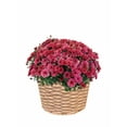 thumbnail image 2 of Better Homes & Gardens 2.5G Purple Mum Live Plant in Bushel Basket, 2 of 10