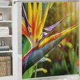 thumbnail image 6 of Orinice  Plant Shower Curtain, Close-up Image of Strelitzia Reginae Bird of Paradise Flower Madeira Island Portugal, Fabric Bathroom Decor Set with Hooks, 105 inches Extra Wide, Multicolor 36x72, 6 of 7