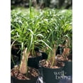 thumbnail image 2 of Nature's Way Farms Ponytail Palm Live Plant (8-15 inches tall) in growers pot, 2 of 4