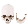 thumbnail image 3 of Modelo de calavera ANGGREK para decoración de fiesta de Halloween, 3 of 8