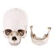 thumbnail image 3 of Modelo de calavera ANGGREK para decoración de fiesta de Halloween, 3 of 8