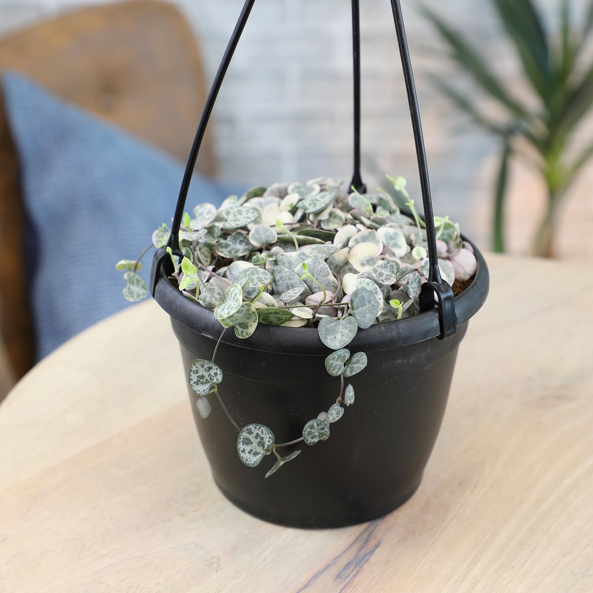 Variegated String of Hearts 6" Hanging Pot | Pet Friendly | Full Sunlight | Element by Altman Plants