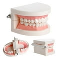 thumbnail image 5 of Funie Dental Study Teaching Teeth Model Oral Care Tooth Education Dentist Equipment, 5 of 5