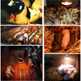 thumbnail image 4 of Lámpara calefactora para pollitos de 250w, Bombilla calefactora para pollitos, Lámpara calefactora para gallinero y cachorro, Lámpara calefactora por infrarrojos, Bombilla infrarroja roja, 4 of 4
