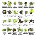 thumbnail image 5 of Plantas de interior fáciles de cultivar (paquete de 48) Plantas de interior vivas en contenedores de plantas, juego de plantas a elección de los productores en maceteros con mezcla de tierra para mace, 5 of 5