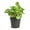 1 Plant, variant on Peperomia Golden Gate - Live Plant in a 4 Inch Growers Pot - Peperomia Obtusifolia - Rare and Elegant Indoor Houseplant