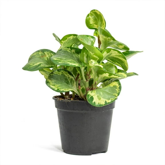 Peperomia Golden Gate - Live Plant in a 4 Inch Growers Pot - Peperomia Obtusifolia - Rare and Elegant Indoor Houseplant