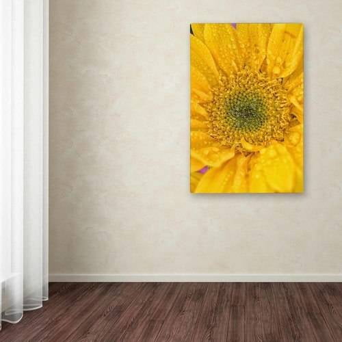 Trademark Fine Art 'Joyful Color' Canvas Art by PIPA Fine Art