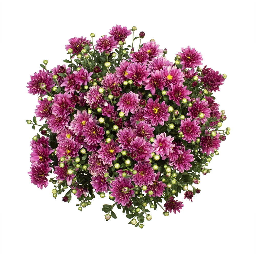Expert Gardener Purple Mum Chrysanthemum Live Plant in 1 gal Grower Pot