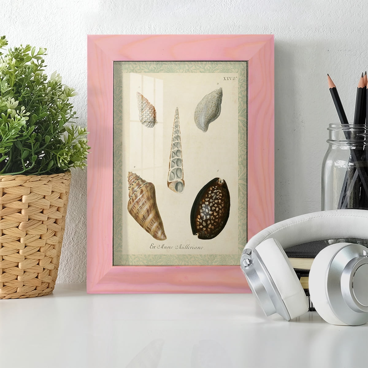 Bookplate Shells IX - Framed Print w/glass - Sunset Pink